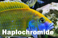 Haplochromis