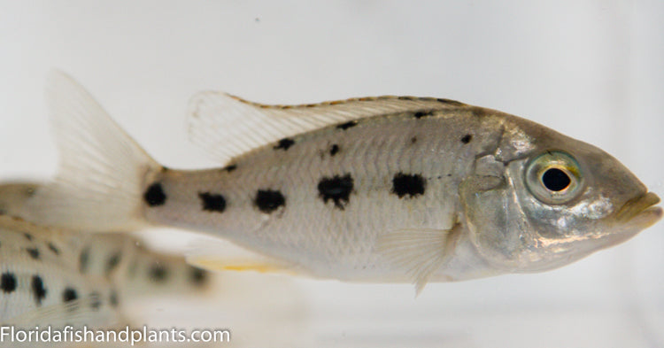 Royal Sienna, Fossorochromis rostratus