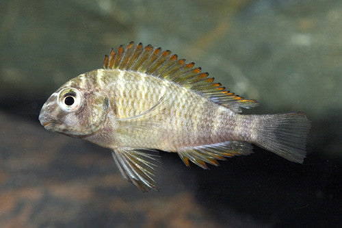 Golden Kazumba Tropheus