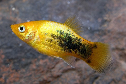 24-Karat Tuxedo Platy Medium