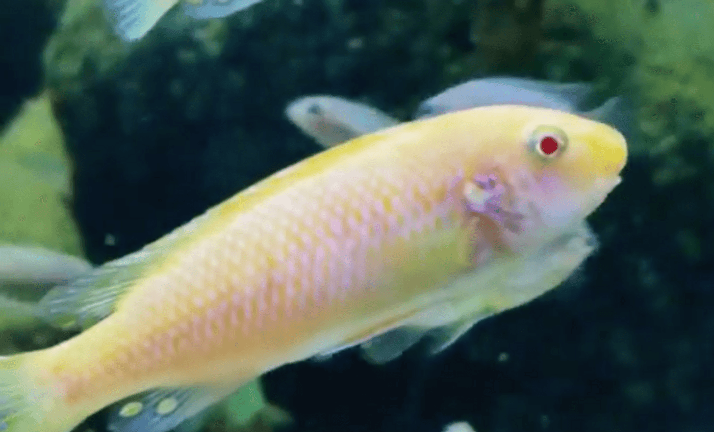 Albino Red Top Trewavasae, Labeotropheus trewavasae Thumbi West