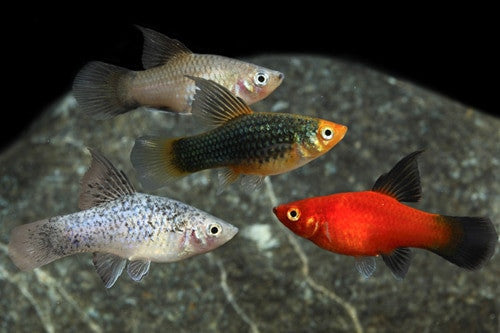 Assorted High fin Platy Medium