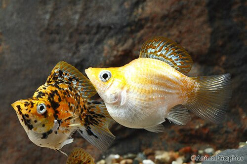 Assorted Sailfin Balloon Molly Regular