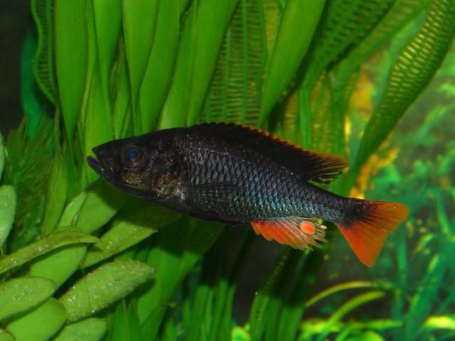 Haplochromis piceatus