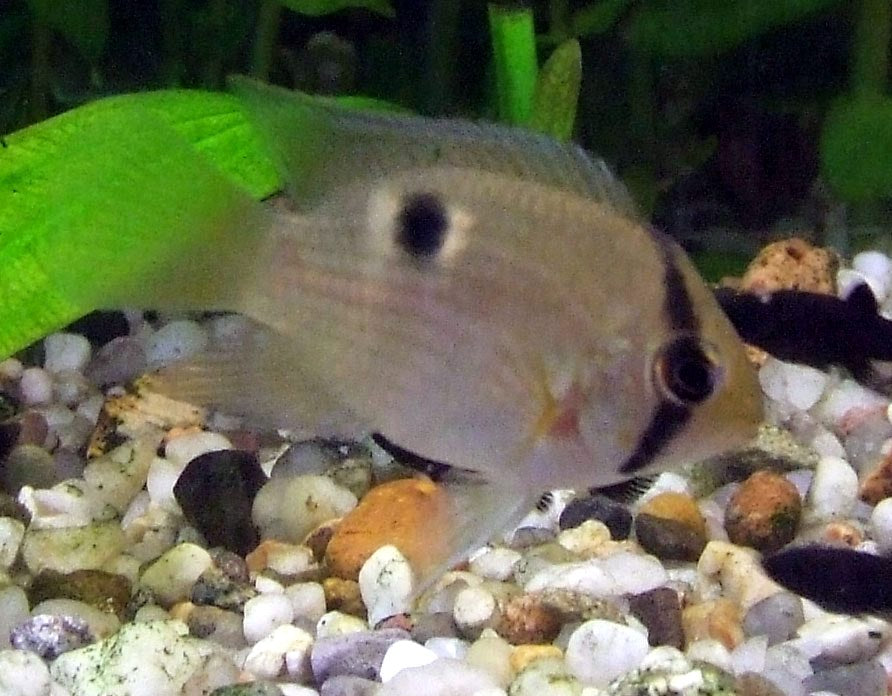 Keyhole Cichlid 1.25-2.0 inch