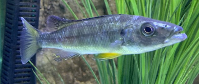 Malawi Barracuda, Rhamphochromis macrophthalmus