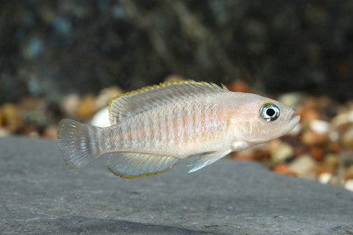 Neolamprologus  multifasciatus -1.0 inch