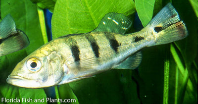 Peacock Bass Occellaris (Butterfly Peacock Bass) 1.25-2.0 inch