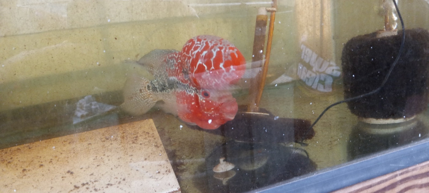 Red  Kamfa Flowerhorn Cichlid 1.25-2.0 inch