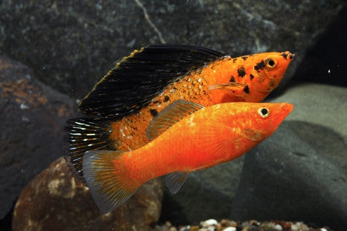 Red Sunset Sailfin Molly Regular