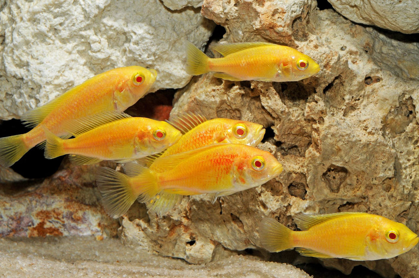 Albino Kyoga Flameback, Xystichromis