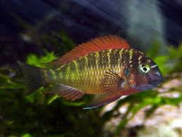 Tropheus Moorii Kambwimba "red rainbow" 1.0 inch