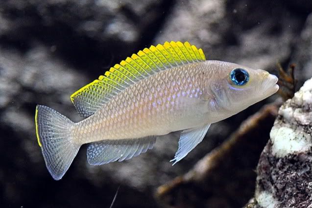 neolamprologus caudopunctatus