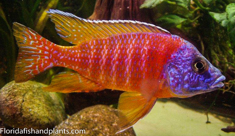 Reuben Peacock, "Ruby" Aulonocara sp. "Rubescens"