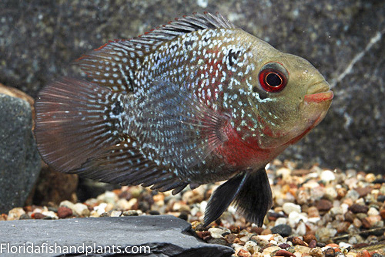 Flowerhorn Parrot Cichlid