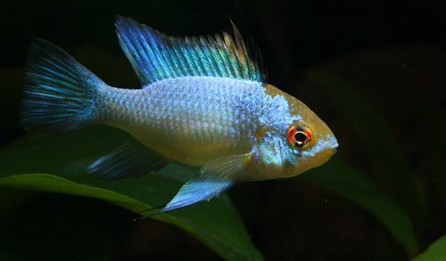 Electric Blue Ram, Mikrogeophagus ramirezi - one inch