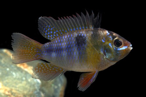 German Blue Ram, Mikrogeophagus ramirezi