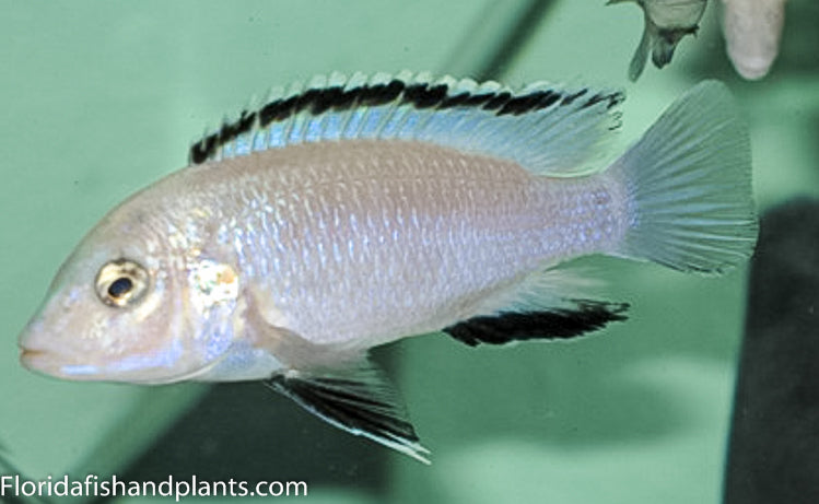 White Lab, Labidochromis careuleus Nkhata Bay