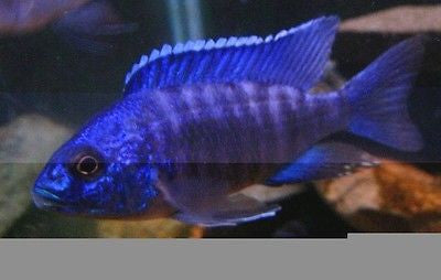 Blue Regal Peacock, Aulonocara stuartgranti "Cobue"