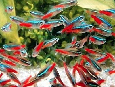 Neon Tetras, 3/4-1 inch or bigger