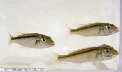 Trout Cichlid, Champsochromis caeruleus