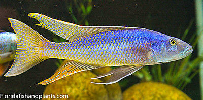 Trout Cichlid, Champsochromis caeruleus