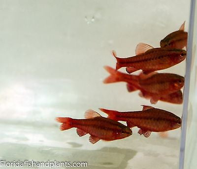 (4) Cherry Barbs