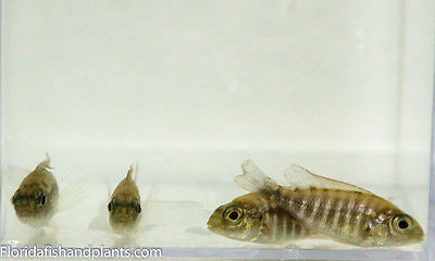 OB Peacock, (Orange Blotch) Aulonocara sp.