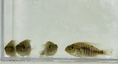 OB Peacock, (Orange Blotch) Aulonocara sp.