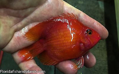 KING KONG Parrot approximately 2.25-2.5 inch. New World Cichlid