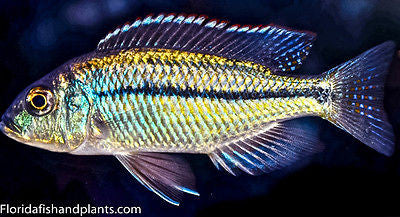 Marginatus, Turquoise, Protomelas marginatus