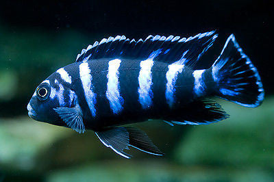 Demasoni, Pseudotropheus demasoni