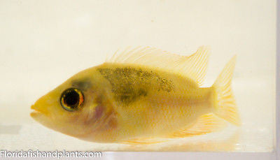 Amphilophus labiatus, Red Devil cichlid