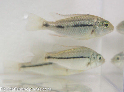 Marginatus, Turquoise, Protomelas marginatus