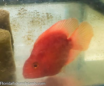 KING KONG Parrot approximately 3.25-3.5 inch  New World Cichlid