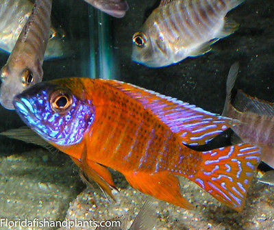 German Red Peacock, Aulonocara sp. german red