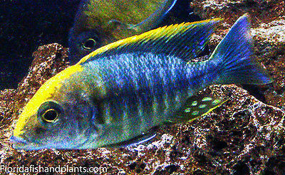 Sulfer head Peacock, Aulonocara  Maylandi