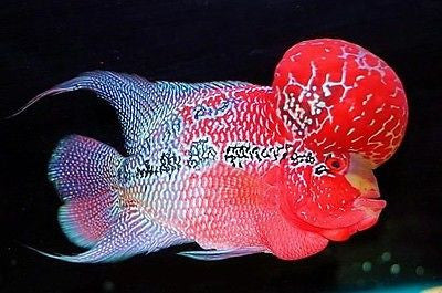 Red  Flowerhorn Cichlid 1.25-2.0 inch