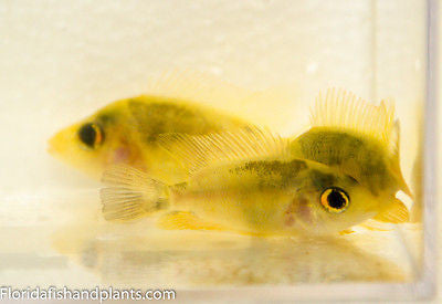 Amphilophus labiatus, Red Devil cichlid