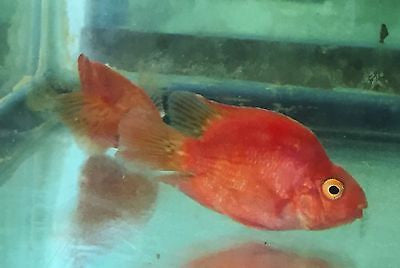 Blood Parrot cichlid