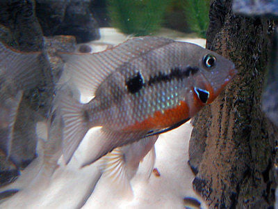 Firemouth, Thorichthys meeki Cichlid  1.25-2.0 inch