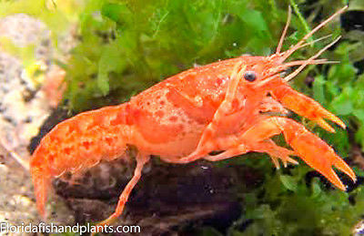 Mexican Orange Dwarf crayfish lobster Florida Grown .75 inch.