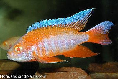 Albino Red Shoulder Peacock, Aulonocara. stuartgranti "Hansbaenschi" (Albino)