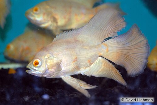 Veil Tail Albino Tiger Oscar (Astronotus ocellatus) 1.25-2.0 inch  New World Cichlid