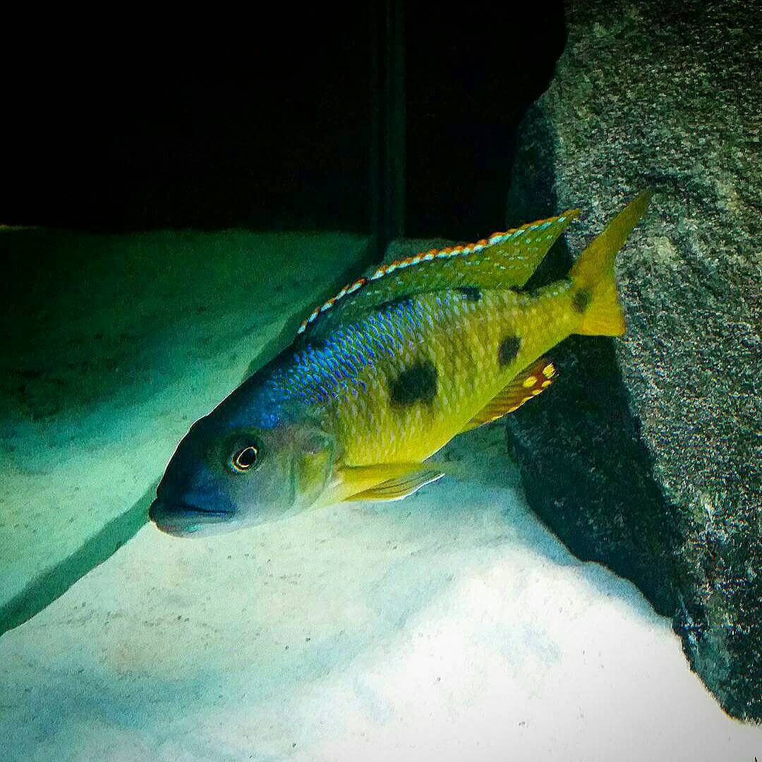 Exochromis Anagenys