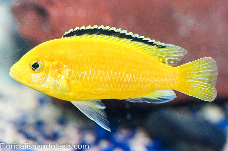 Yellow Lab, Labidochromis caeruleus Lions Cove