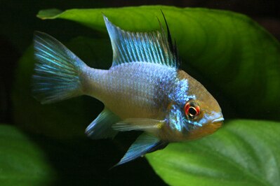 Electric Blue Ram, Mikrogeophagus ramirezi - one inch