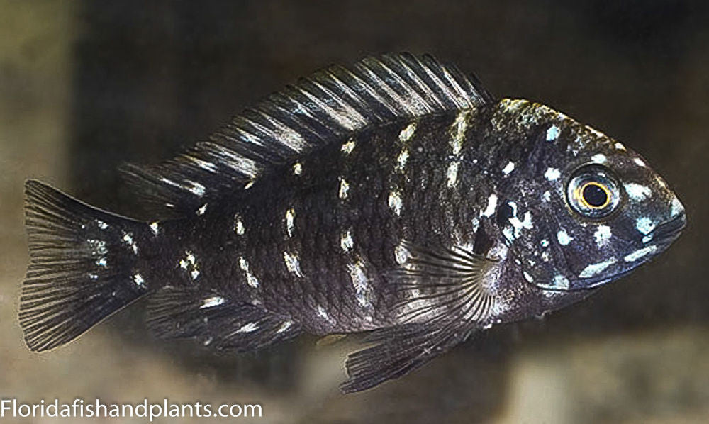 Duboise ,Tropheus (Msawa)  1.0 inch