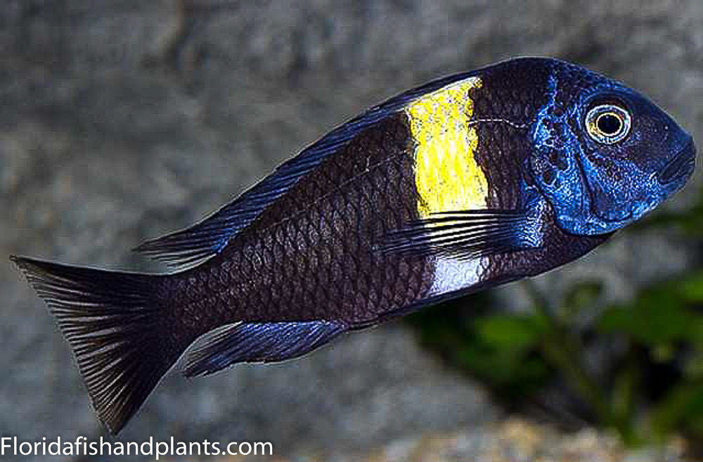 Duboise, Tropheus (Msawa), Tanganyika  African Cichlid, Male 3.25-4.0 inch