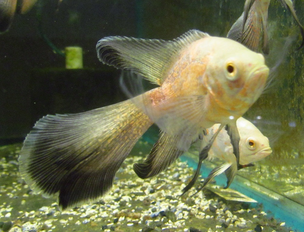 Veil Tail Albino Ruby Oscar (Astronotus ocellatus) 2.5-3.0 inch  New World Cichlid